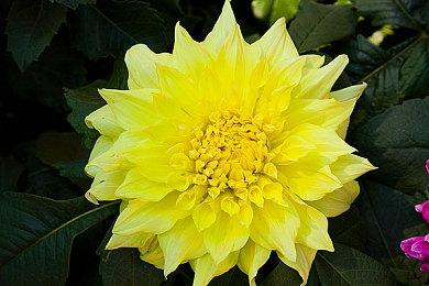 《明末：渊虚之羽》新截图 狐狸精Boss太性感撩人